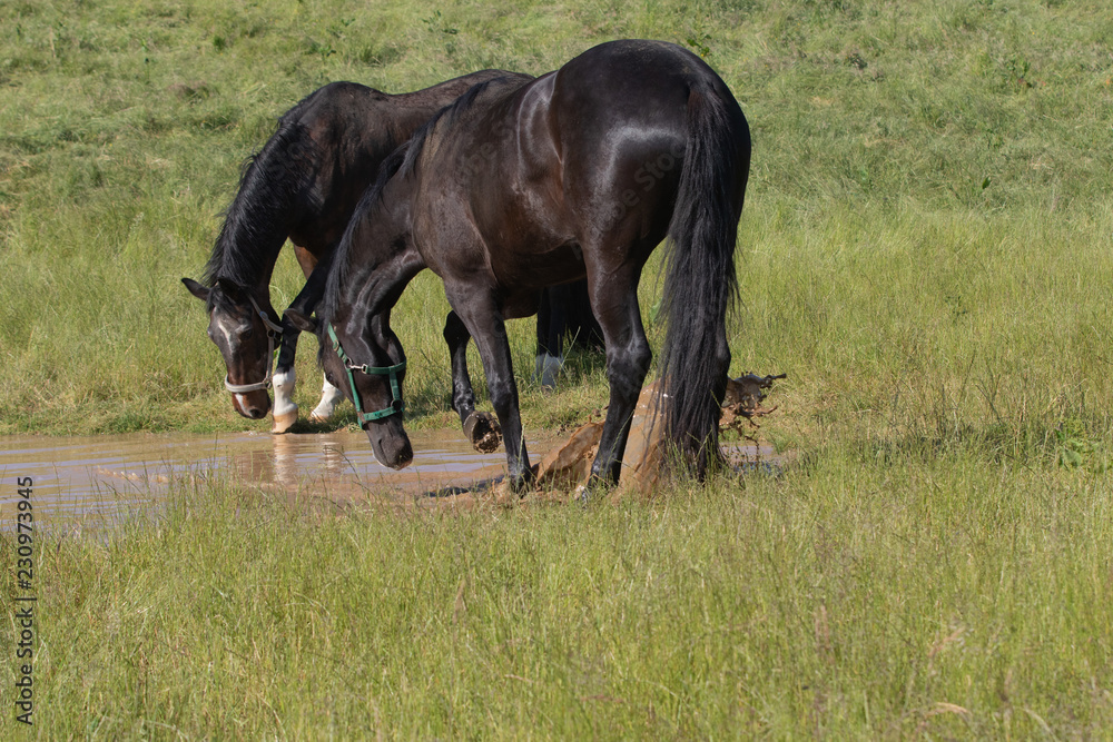 Pferde im Wasser auf der Koppel Pferde im Wasser auf der Koppel