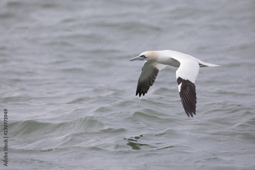 A Northern gannet (Morus bassanus) in flight hunting for fish far out in the North Sea. A Northern gannet (Morus bassanus) in flight hunting for fish far out in the North Sea.