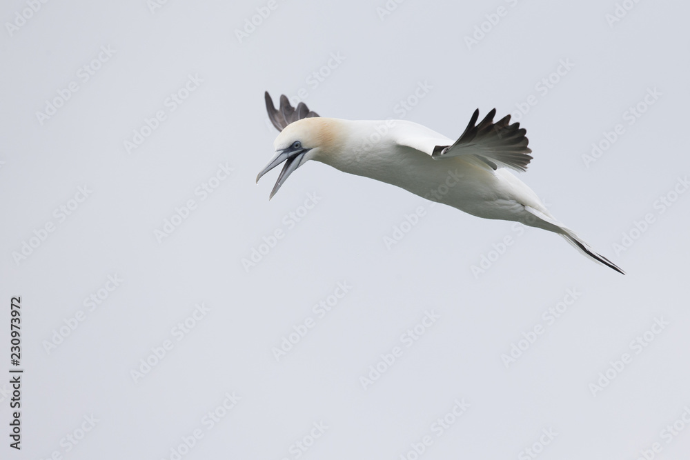 A Northern gannet (Morus bassanus) in flight hunting for fish far out in the North Sea.