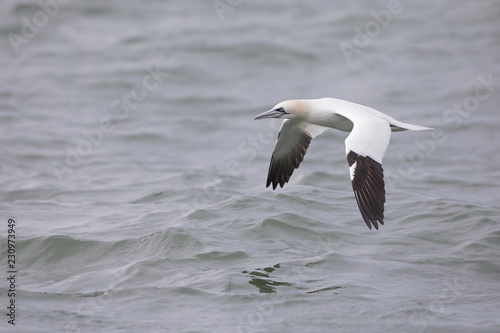 A Northern gannet (Morus bassanus) in flight hunting for fish far out in the North Sea.