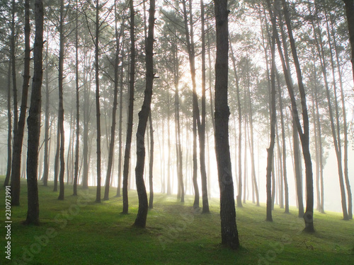 Light cast through the wood in the morning 