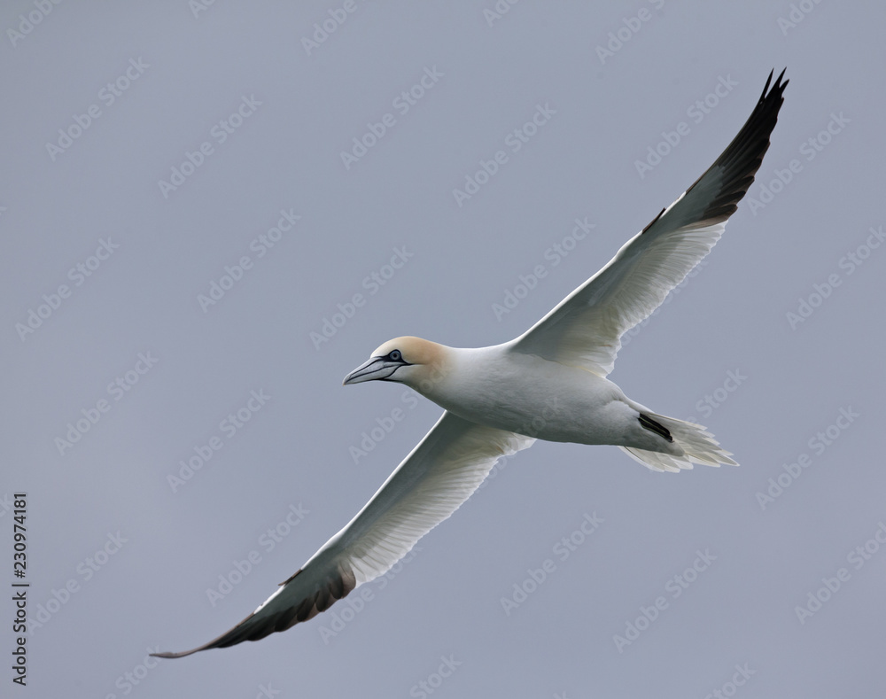 Obraz premium A Northern gannet (Morus bassanus) in flight hunting for fish far out in the North Sea.