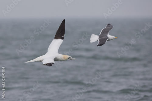 A Northern gannet  Morus bassanus  in flight next to lesser-backed gull hunting for fish far out in the North Sea.