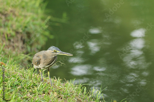 Bird walking beside the lake 