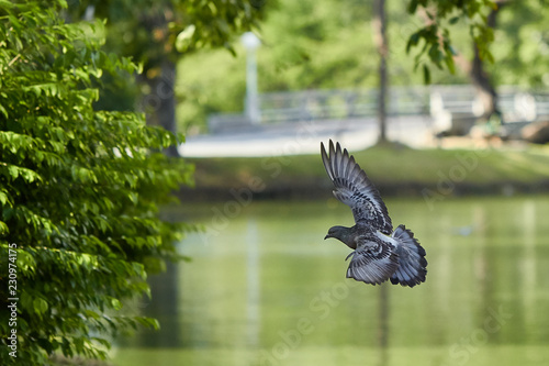 Flying pigeon span its wing in the park