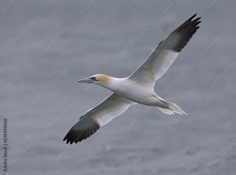 A Northern gannet (Morus bassanus) in flight hunting for fish far out in the North Sea. A Northern gannet (Morus bassanus) in flight hunting for fish far out in the North Sea.