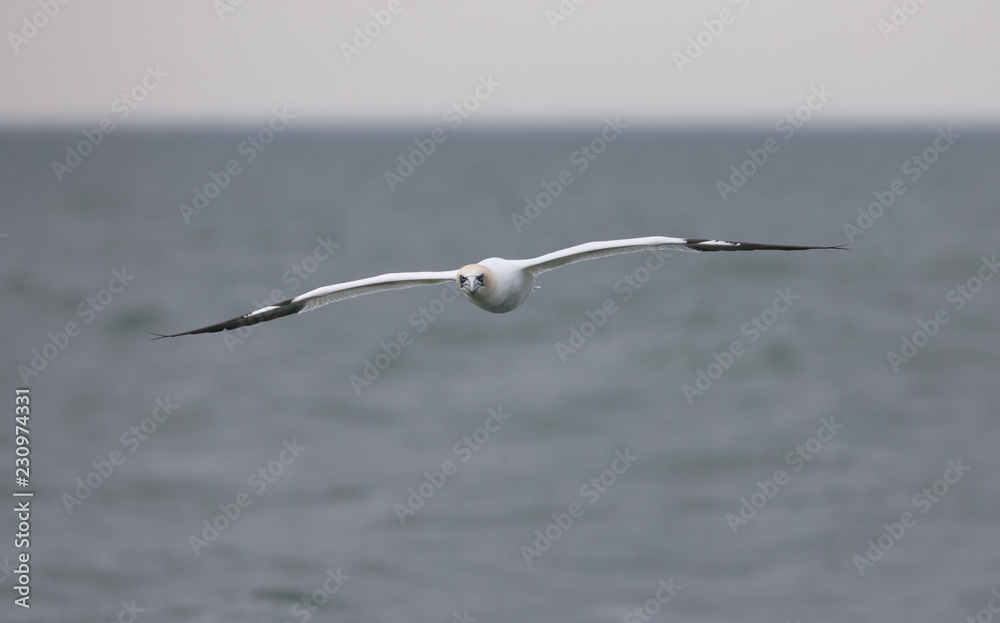 A Northern gannet (Morus bassanus) in flight hunting for fish far out in the North Sea. A Northern gannet (Morus bassanus) in flight hunting for fish far out in the North Sea.