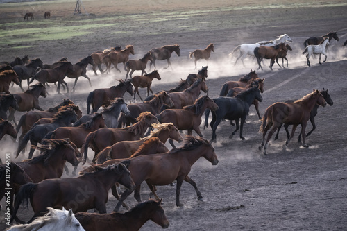 Wallpaper Mural Wild horses group running on the dusty field. Wild mustang horses running with rise clouds of dust. Torontodigital.ca