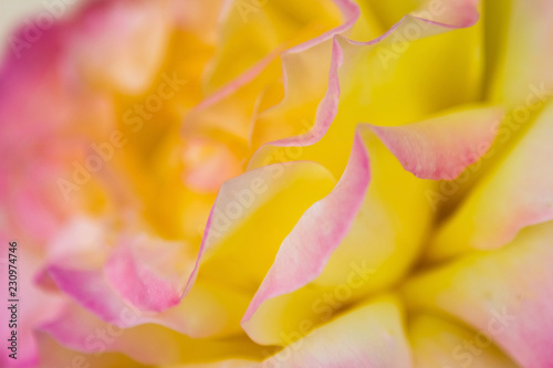Wallpaper Mural Extreme closeup of white, yellow and pink rose petals.. Torontodigital.ca