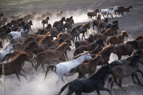 Wild horses group running on the dusty field. Wild mustang horses running with rise clouds of dust. Freedom photo.