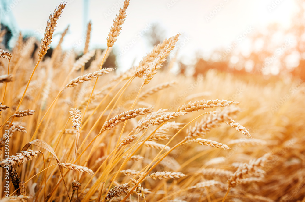 Fototapeta premium Wheat field. Gold mustache wheat or rye. Complete grains close-up.