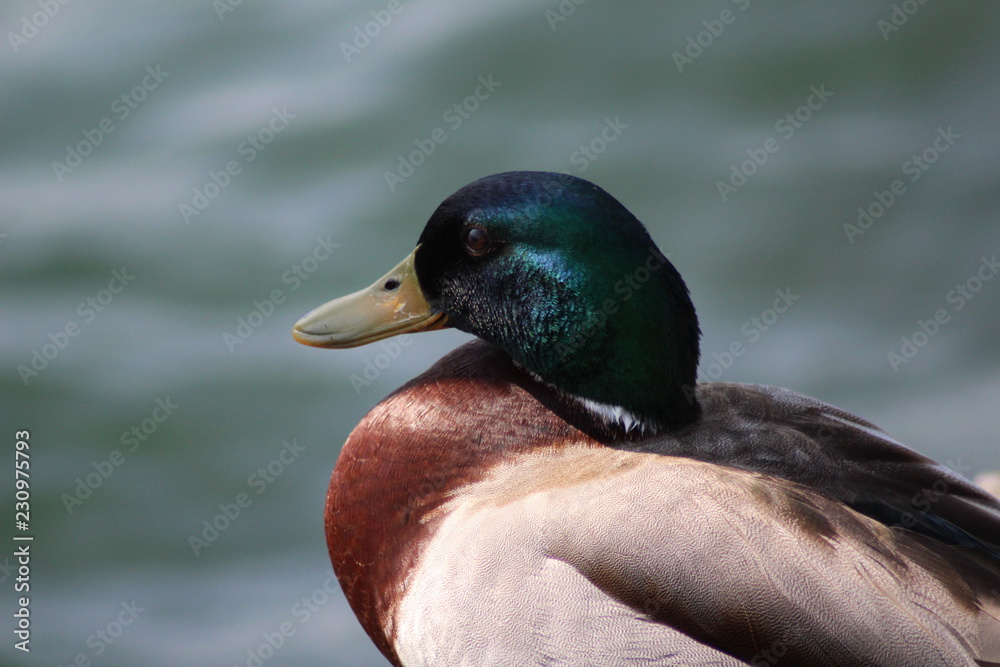 Anatra Anatra