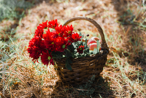 Basket with red flowers and red apples ib sunlight.