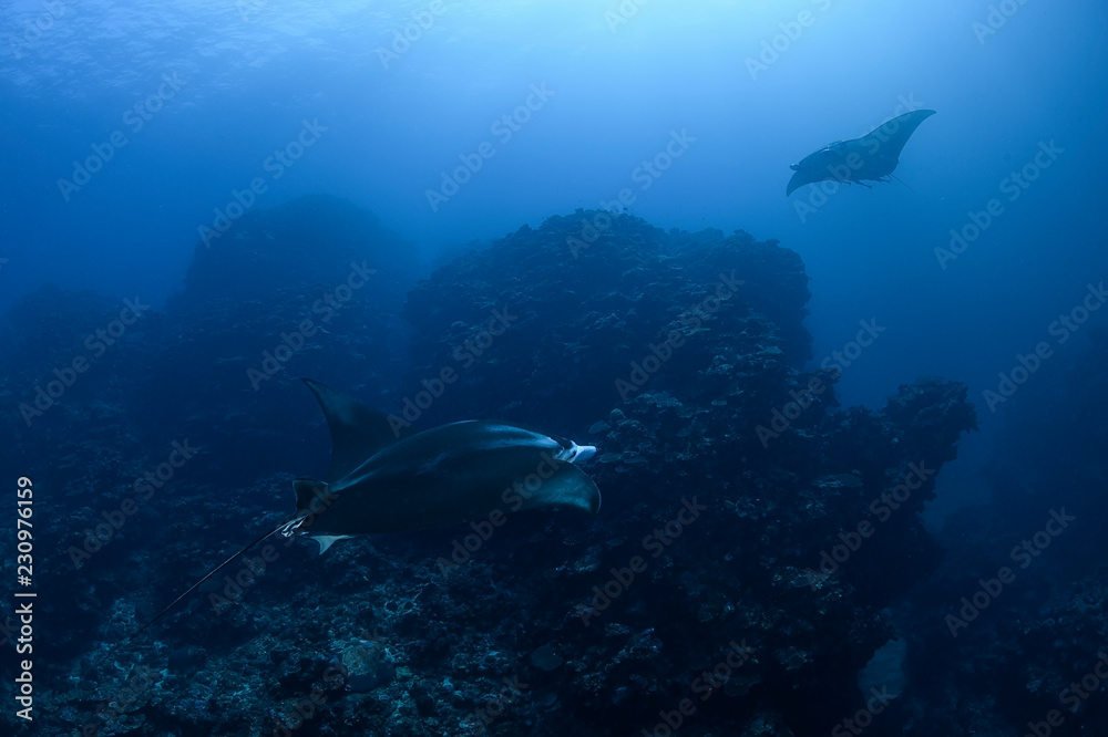 Large Manta Ray Gliding and Swimming over Cleaning Station of Ishigaki