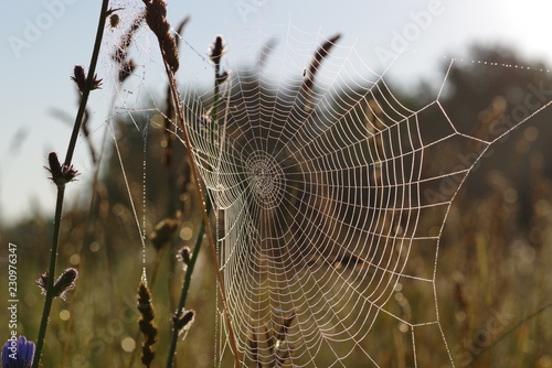 spiderweb