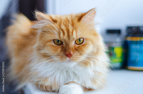Fototapeta Naklejka Na Ścianę i Meble -  red and fluffy cat sitting on a white windowsill