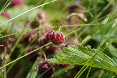 berry
