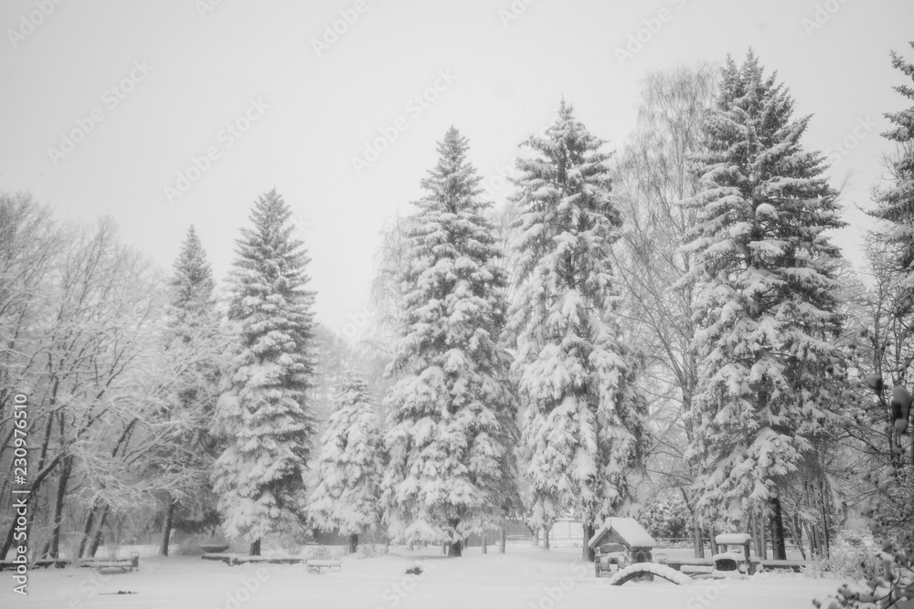 Snow-covered high spruce in town park. Natural black and white winter snowy background. Snow-covered high spruce in town park. Natural black and white winter snowy background.