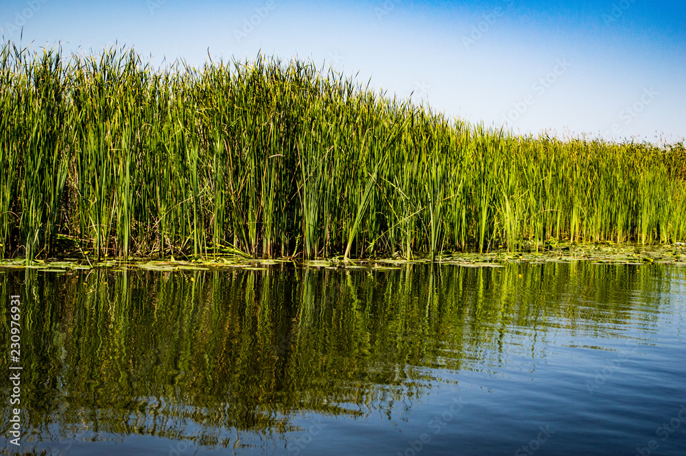 Fototapeta premium Delta Danube trip - August colors
