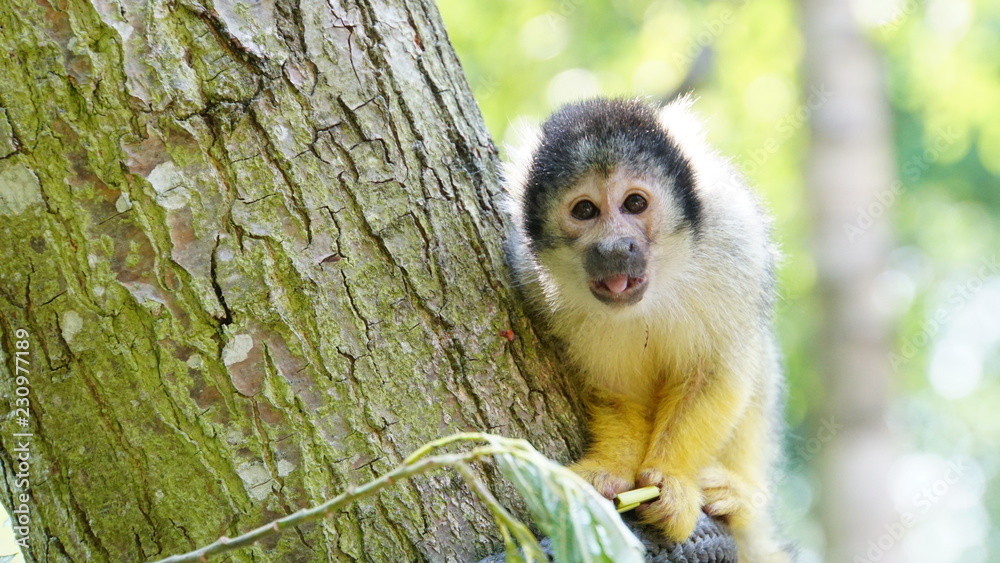 Obraz premium The monkey shows its tongue
