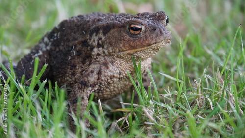 Seated frog in the grasss © Martin