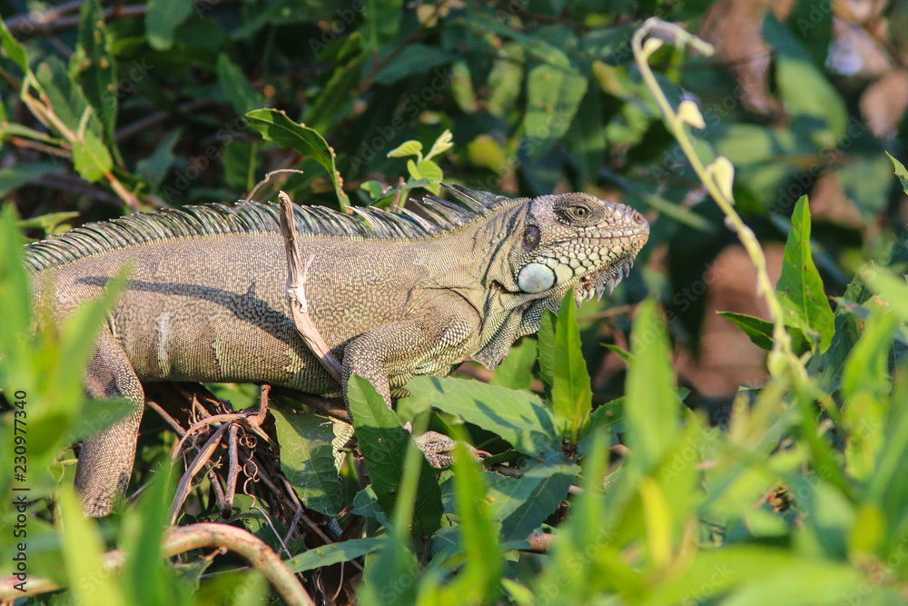 Obraz premium Green Iguana in the Pantanal