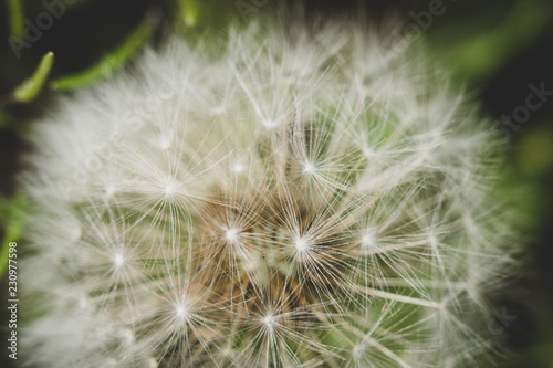 dandelion macro photo