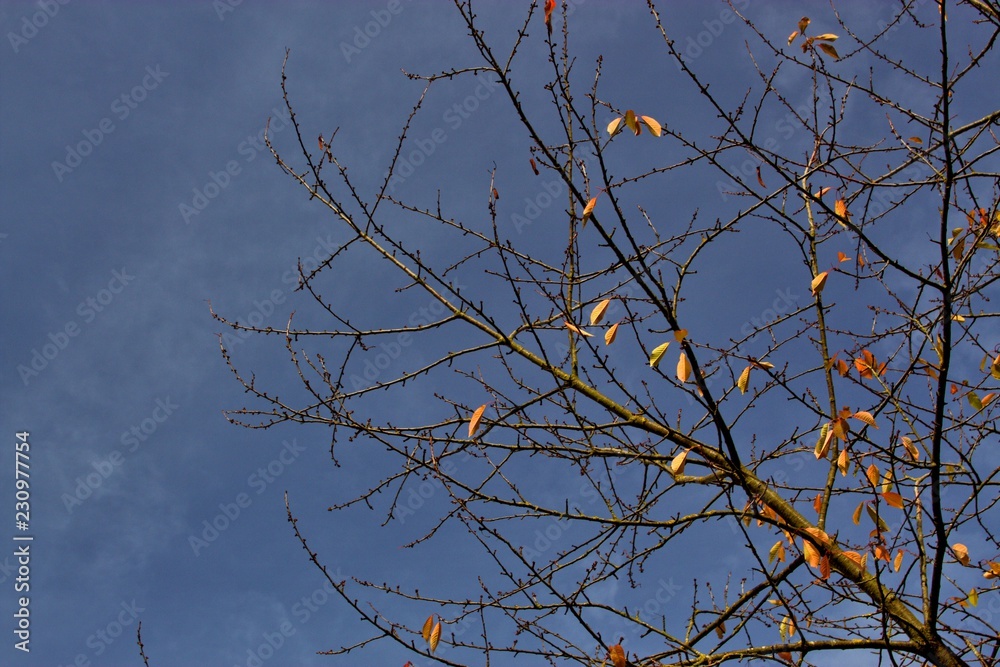 Obraz premium autumn tree branches against blue sky