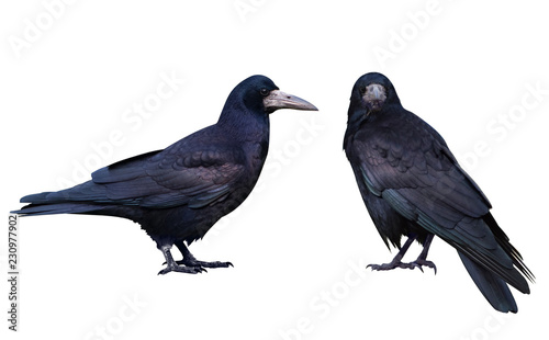 Black crow. Isolated on white