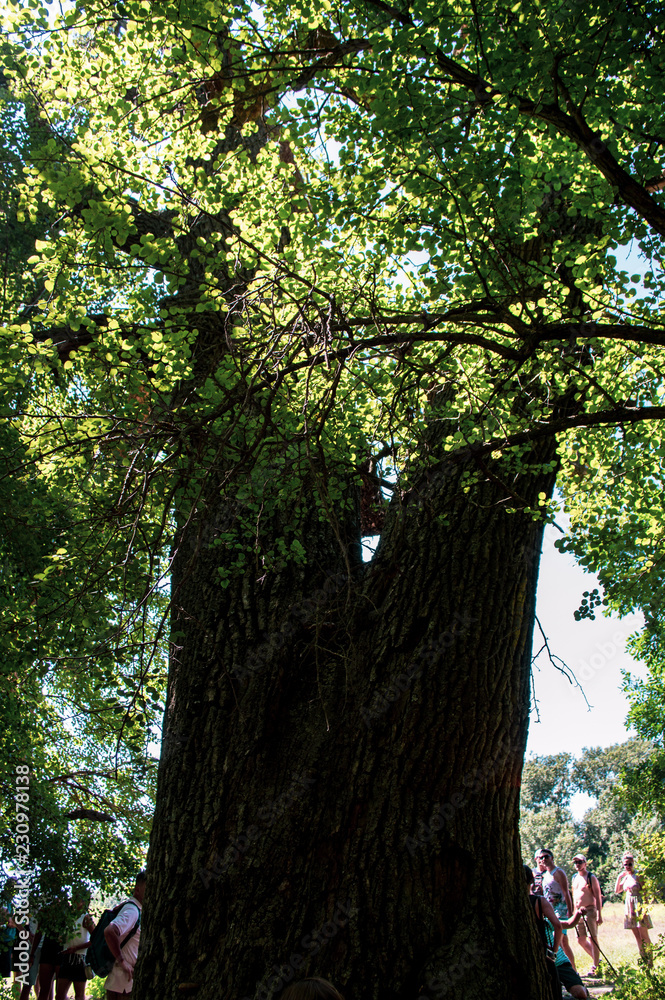 Fototapeta premium Letea forest 