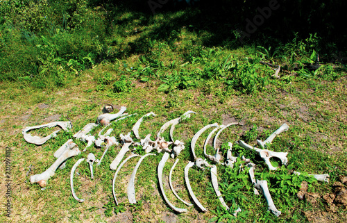 Bones in Letea forest