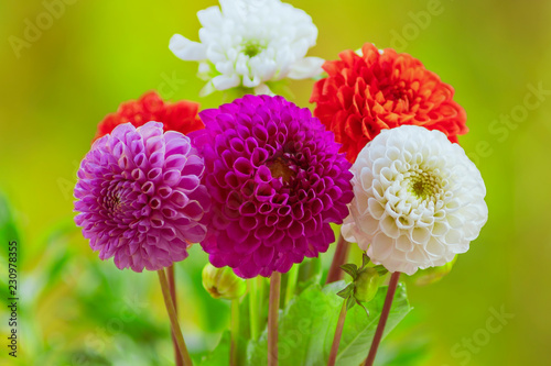 Fototapeta Naklejka Na Ścianę i Meble -  Blumenstrauß bunt mit Dahlien - Bouquet colorful