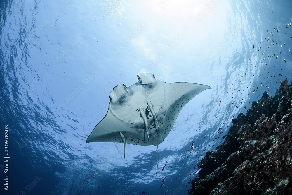 Large Manta Ray Gliding and Swimming over Cleaning Station of Ishigaki