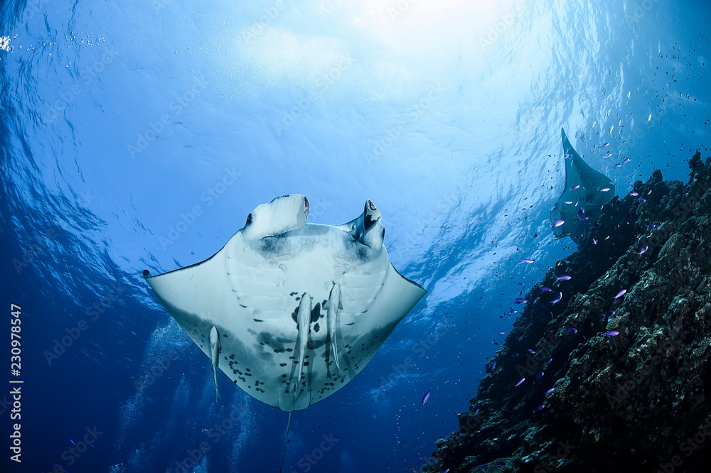 Large Manta Ray Gliding and Swimming over Cleaning Station of Ishigaki