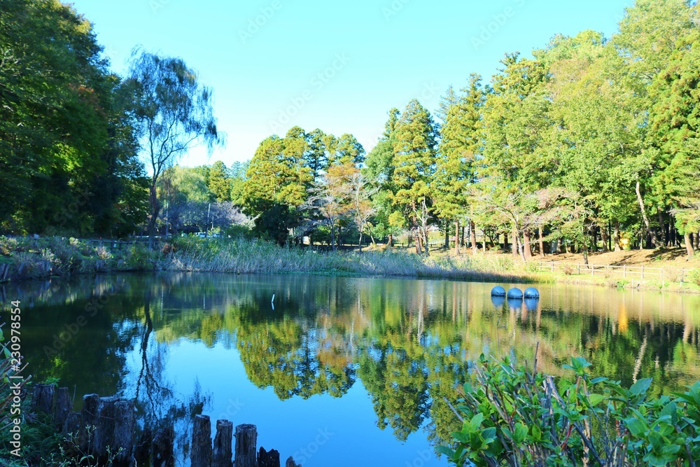 Fototapeta premium 森林 秋 風景 茨城