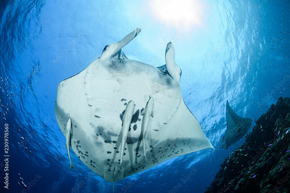 Large Manta Ray Gliding and Swimming over Cleaning Station of Ishigaki