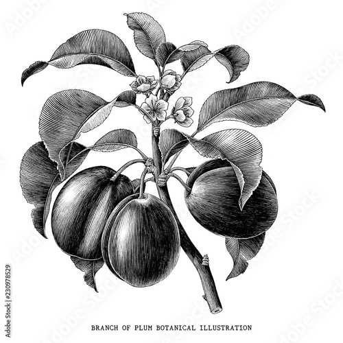 Branch of plum botanical vintage illustration isolated on white background