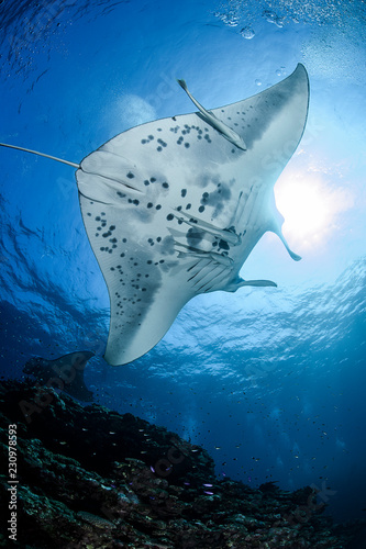 Large Manta Ray Gliding and Swimming over Cleaning Station of Ishigaki, Okinawa Japan