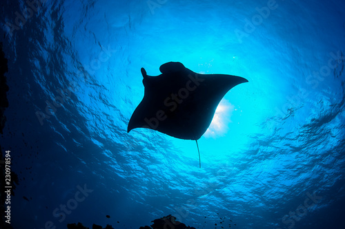 Large Manta Ray Gliding and Swimming over Cleaning Station of Ishigaki, Okinawa Japan