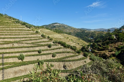 Hillside terraced vineyards Douro Valley