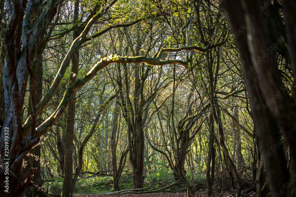 Obraz premium woodland 2