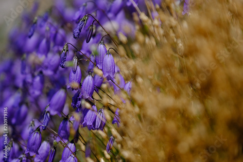 Beige violet mountain flora