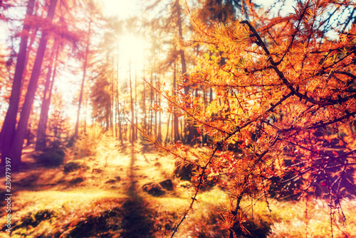 .Fantastic Misty Morning at Autumn forest. Wonderful Autumn Background, Alpine Landscape in sunny day in the woodland glowing sunlight. Beautiful natural background. instagram filter.
