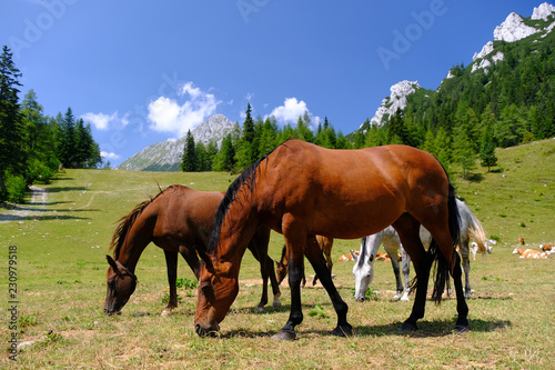 Horses on Zelenica mountain