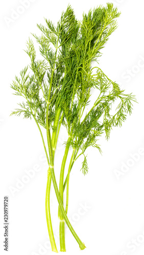 Green leaves of dill on a white background