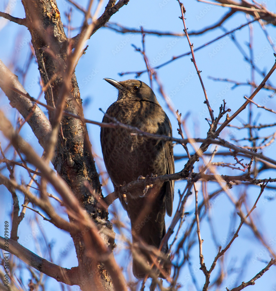 Starling on a tree branch against a blue sky Starling on a tree branch against a blue sky