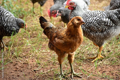 flock of backyard chickens close up