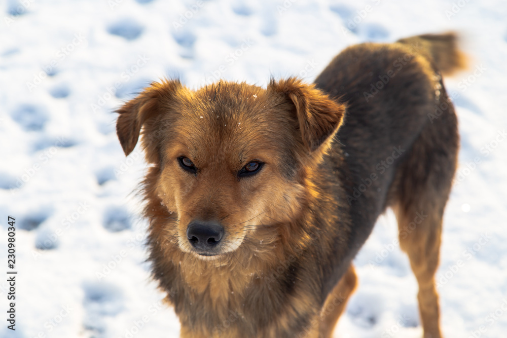 Fototapeta premium Dog walking in the snow in winter