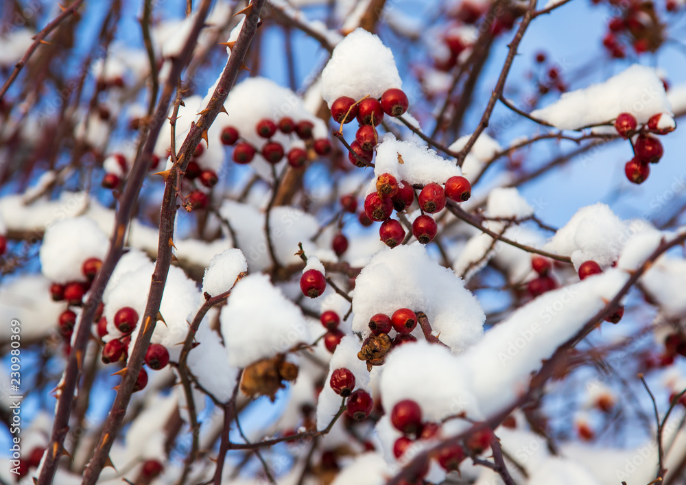 Rosehip berries in the snow against a blue sky