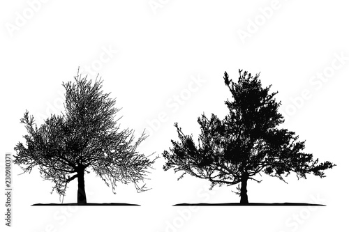 Realistic tree silhouette .Tamarix gallica on white background Vector illustration .